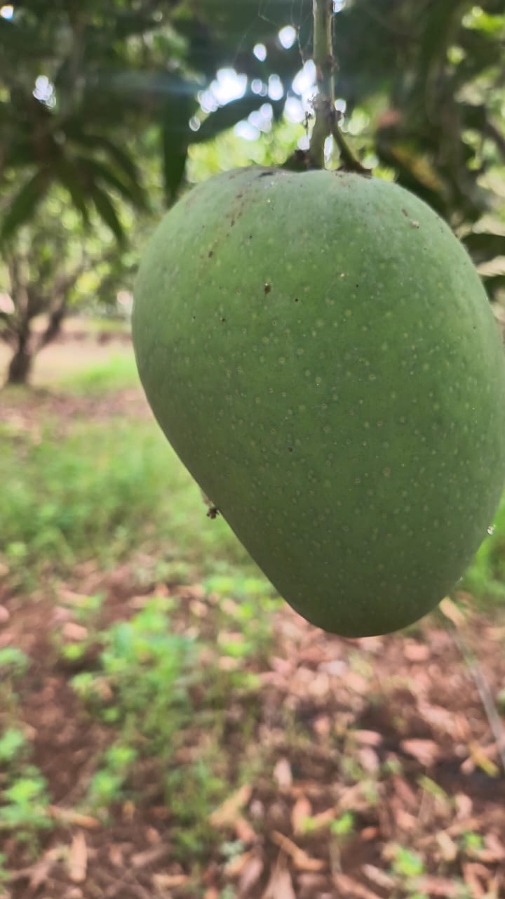 WhatsApp Image 2026 05 03 at 02.51.05 (1) – The Mango Farm, Jangaon Telangana